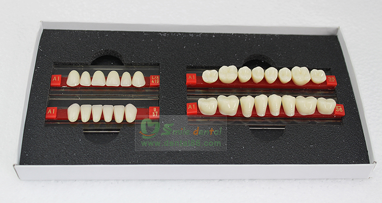 Four Layer Acrylic Resin Teeth